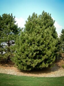 Сосна Чёрная (Pinus Nigra) купить по цене от 270.00р. в интернет-магазине «Посадика» с доставкой почтой в в Шелехове и по всей России – [изображение №1].