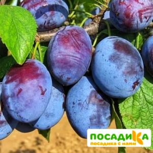 Слива Чачакская ранняя купить по цене от 229.00р. в интернет-магазине «Посадика» с доставкой почтой в в Шелехове и по всей России – [изображение №1].