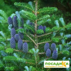 Пихта корейская (Abies koreana) купить по цене от 450.00р. в интернет-магазине «Посадика» с доставкой почтой в в Шелехове и по всей России – [изображение №1].