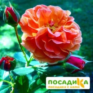 Роза Арабия купить по цене от 350.00р. в интернет-магазине «Посадика» с доставкой почтой в в Шелехове и по всей России – [изображение №1].