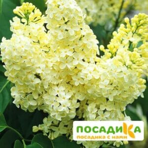 Сирень Примроуз (Primrose) купить по цене от 529.00р. в интернет-магазине «Посадика» с доставкой почтой в в Шелехове и по всей России – [изображение №1].