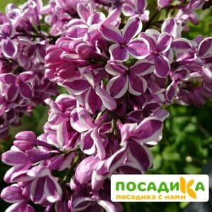 Сирень Сенсация купить по цене от 529.00р. в интернет-магазине «Посадика» с доставкой почтой в в Шелехове и по всей России – [изображение №1].