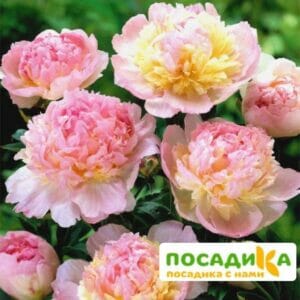 Пион Распберри Сандей (Paeonia Raspberry Sundae) купить по цене от 959р. в интернет-магазине «Посадика» с доставкой почтой в в Шелехове и по всей России – [изображение №1].