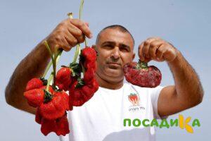Клубника Гигант Джорнея купить по цене от 266р. в интернет-магазине «Посадика» с доставкой почтой в в Шелехове и по всей России – [изображение №1].