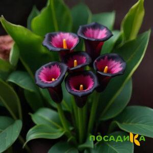 Калла Аура Лейс купить по цене от 400р. в интернет-магазине «Посадика» с доставкой почтой в в Шелехове и по всей России – [изображение №1].