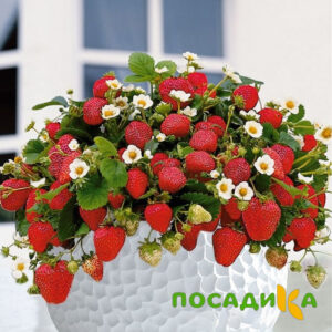 Клубника Рубиновый Шепот (горшечная) купить по цене от 240р. в интернет-магазине «Посадика» с доставкой почтой в в Шелехове и по всей России – [изображение №1].