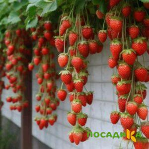 Клубника вьющаяся Комплимент купить по цене от 470р. в интернет-магазине «Посадика» с доставкой почтой в в Шелехове и по всей России – [изображение №1].