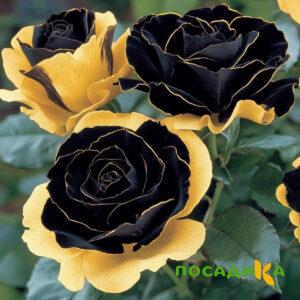 Роза Ханни Сикл купить по цене от 700р. в интернет-магазине «Посадика» с доставкой почтой в в Шелехове и по всей России – [изображение №1].