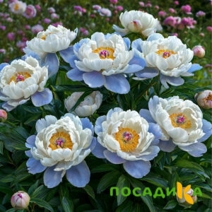 Пион акварельный Этюд купить по цене от 806р. в интернет-магазине «Посадика» с доставкой почтой в в Шелехове и по всей России – [изображение №1].
