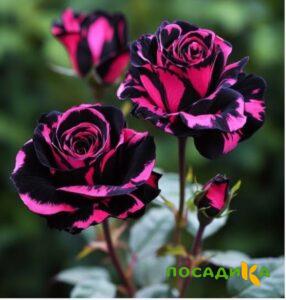 Роза Багровый Шепот купить по цене от 366р. в интернет-магазине «Посадика» с доставкой почтой в в Шелехове и по всей России – [изображение №1].