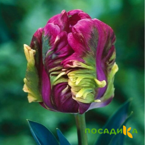 Тюльпан Экзотик Хэвен купить по цене от 186р. в интернет-магазине «Посадика» с доставкой почтой в в Шелехове и по всей России – [изображение №1].