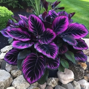 Хоста Люминоза купить по цене от 450р. в интернет-магазине «Посадика» с доставкой почтой в в Шелехове и по всей России – [изображение №1].