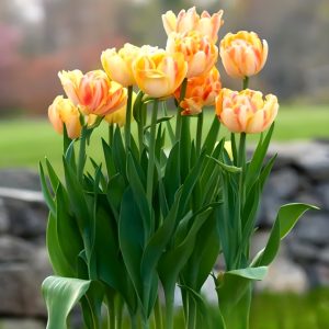 Тюльпан Верона Санрайз купить по цене от 280р. в интернет-магазине «Посадика» с доставкой почтой в в Шелехове и по всей России – [изображение №1].