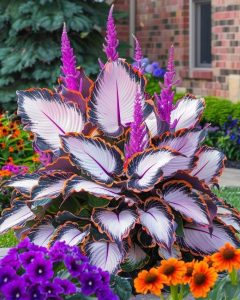 Хоста Кримэн Дрим купить по цене от 549р. в интернет-магазине «Посадика» с доставкой почтой в в Шелехове и по всей России – [изображение №1].