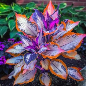 Хоста Эмеральд Тиара купить по цене от 602р. в интернет-магазине «Посадика» с доставкой почтой в в Шелехове и по всей России – [изображение №1].