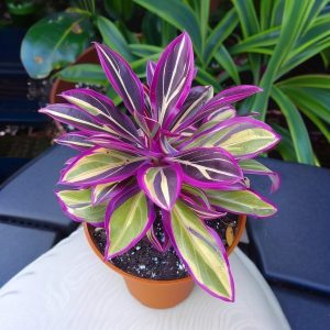 Хоста Сильвер Стик купить по цене от 650р. в интернет-магазине «Посадика» с доставкой почтой в в Шелехове и по всей России – [изображение №1].