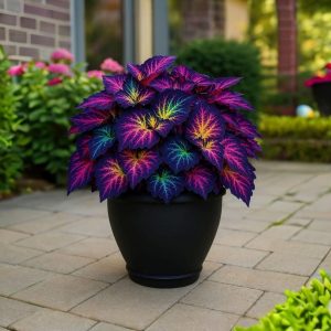 Хоста Фрости Блю купить по цене от 389р. в интернет-магазине «Посадика» с доставкой почтой в в Шелехове и по всей России – [изображение №1].