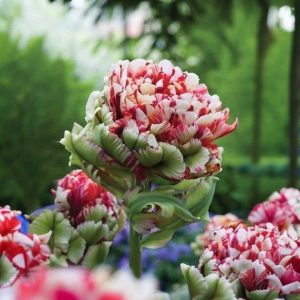 Тюльпан Дабл Флеминг Берд купить по цене от 249р. в интернет-магазине «Посадика» с доставкой почтой в в Шелехове и по всей России – [изображение №1].