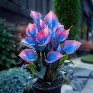 Калла Импрессия купить по цене от 590р. в интернет-магазине «Посадика» с доставкой почтой в в Шелехове и по всей России – [изображение №1].