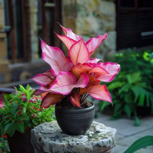 Хоста Розовая Симфония купить по цене от 800р. в интернет-магазине «Посадика» с доставкой почтой в в Шелехове и по всей России – [изображение №1].