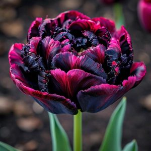 Тюльпан Фламинго купить по цене от 500р. в интернет-магазине «Посадика» с доставкой почтой в в Шелехове и по всей России – [изображение №1].