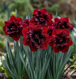 Нарцисс Сапфировый Бриз купить по цене от 3000р. в интернет-магазине «Посадика» с доставкой почтой в в Шелехове и по всей России – [изображение №1].