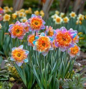 Нарцисс Айвери Дон купить по цене от 3000р. в интернет-магазине «Посадика» с доставкой почтой в в Шелехове и по всей России – [изображение №1].