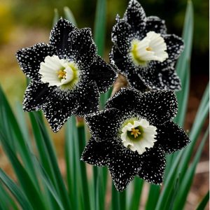 Нарцисс Кассата купить по цене от 372р. в интернет-магазине «Посадика» с доставкой почтой в в Шелехове и по всей России – [изображение №1].