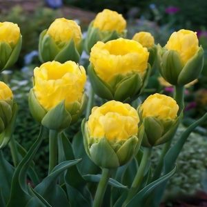 Тюльпан махровый Ванила Коп купить по цене от 159р. в интернет-магазине «Посадика» с доставкой почтой в в Шелехове и по всей России – [изображение №1].