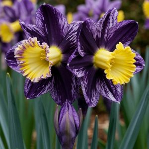 Нарцисс Акропоис купить по цене от 382р. в интернет-магазине «Посадика» с доставкой почтой в в Шелехове и по всей России – [изображение №1].