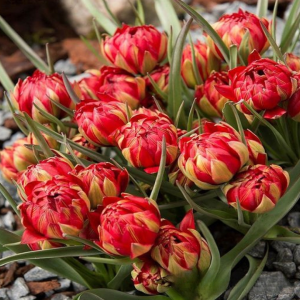 Тюльпан Ап Пинк купить по цене от 390р. в интернет-магазине «Посадика» с доставкой почтой в в Шелехове и по всей России – [изображение №1].