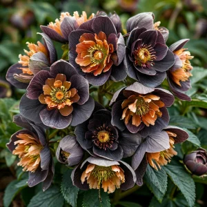 Морозник Блум Айс купить по цене от 499р. в интернет-магазине «Посадика» с доставкой почтой в в Шелехове и по всей России – [изображение №1].