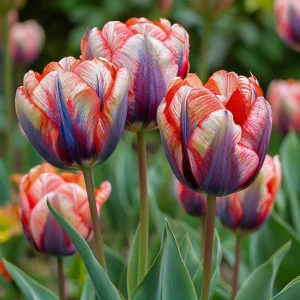 Тюльпан Эбисан Грэйс купить по цене от 217р. в интернет-магазине «Посадика» с доставкой почтой в в Шелехове и по всей России – [изображение №1].