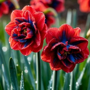 Нарцисс Эрличе купить по цене от 386р. в интернет-магазине «Посадика» с доставкой почтой в в Шелехове и по всей России – [изображение №1].