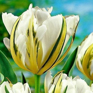 Тюльпан Экзотик Пуруссима купить по цене от 305р. в интернет-магазине «Посадика» с доставкой почтой в в Шелехове и по всей России – [изображение №1].