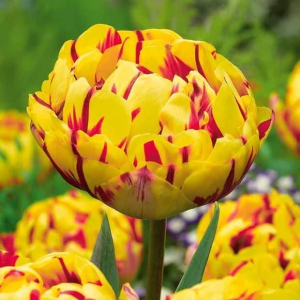 Тюльпан махровый Голден Ницц купить по цене от 361р. в интернет-магазине «Посадика» с доставкой почтой в в Шелехове и по всей России – [изображение №1].