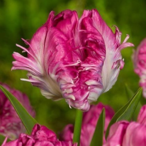 Тюльпан махровый Кул Кристал купить по цене от 400р. в интернет-магазине «Посадика» с доставкой почтой в в Шелехове и по всей России – [изображение №1].