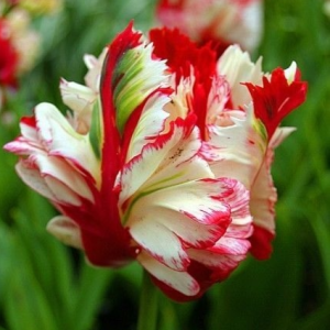 Тюльпан Эстелла Рижнвельд купить по цене от 500р. в интернет-магазине «Посадика» с доставкой почтой в в Шелехове и по всей России – [изображение №1].