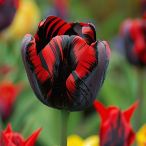 Тюльпан Блэк Перрот купить по цене от 351р. в интернет-магазине «Посадика» с доставкой почтой в в Шелехове и по всей России – [изображение №1].