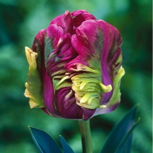 Тюльпан Экзотик Хэвен купить по цене от 186р. в интернет-магазине «Посадика» с доставкой почтой в в Шелехове и по всей России – [изображение №1].