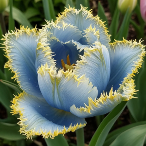 Тюльпан Махровый Амплуа купить по цене от 199р. в интернет-магазине «Посадика» с доставкой почтой в в Шелехове и по всей России – [изображение №1].