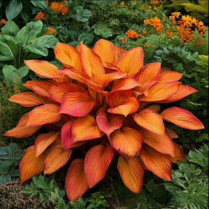 Хоста Солнечный Нектар купить по цене от 605р. в интернет-магазине «Посадика» с доставкой почтой в в Шелехове и по всей России – [изображение №1].