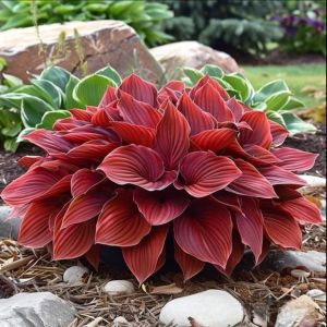 Хоста Малыш Шедевр купить по цене от 421р. в интернет-магазине «Посадика» с доставкой почтой в в Шелехове и по всей России – [изображение №1].