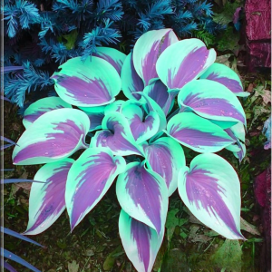 Хоста Висперин Бьюти купить по цене от 379р. в интернет-магазине «Посадика» с доставкой почтой в в Шелехове и по всей России – [изображение №1].