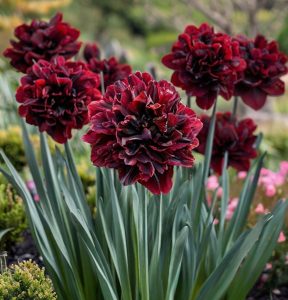 Нарцисс Малиновая Вуаль купить по цене от 3000р. в интернет-магазине «Посадика» с доставкой почтой в в Шелехове и по всей России – [изображение №1].