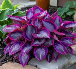 Хоста Сикрет Гарденс купить по цене от 549р. в интернет-магазине «Посадика» с доставкой почтой в в Шелехове и по всей России – [изображение №1].