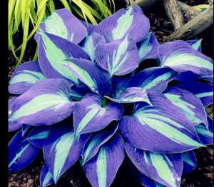 Хоста Аурелия купить по цене от 450р. в интернет-магазине «Посадика» с доставкой почтой в в Шелехове и по всей России – [изображение №1].