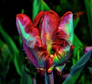 Тюльпан Эирпрайз купить по цене от 270р. в интернет-магазине «Посадика» с доставкой почтой в в Шелехове и по всей России – [изображение №1].